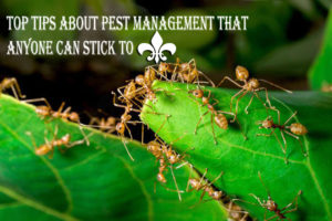 Top Tips About Pest Management That Anyone Can Stick to