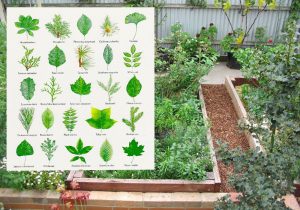 Gardening Plants - The Aesthetic Worth Of Herbs