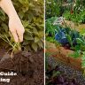 A Beginners Guide to Gardening: How to Get Started with Gardening