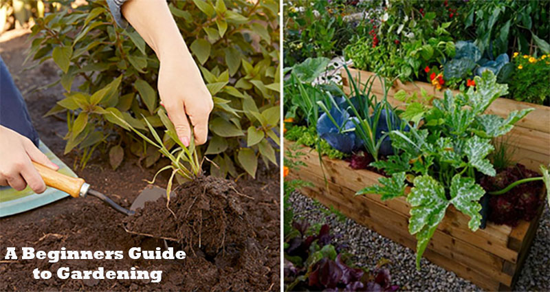 A Beginners Guide to Gardening: How to Get Started with Gardening