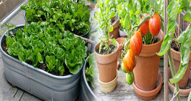 Affordable Container Vegetable Gardening Ideas for Beginners