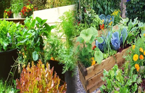 Frugal Organic Vegetable Gardening Tips for Sustainable Living