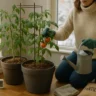The Complete Guide to Successfully Growing Tomatoes in Winter Containers